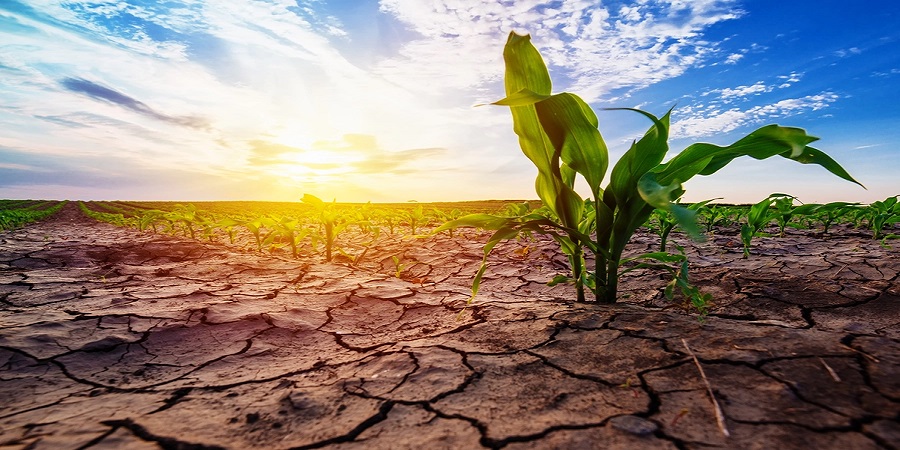 تأثیر تغییرات آب و هوایی بر کشاورزی و امنیت غذایی