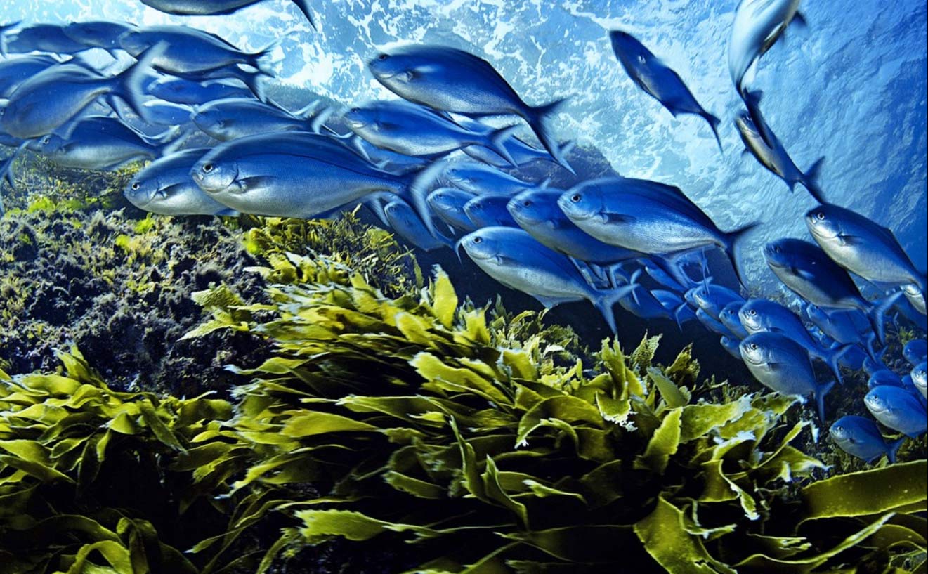تاثیر محیط زیست بر تغذیه ماهیان آبزیان