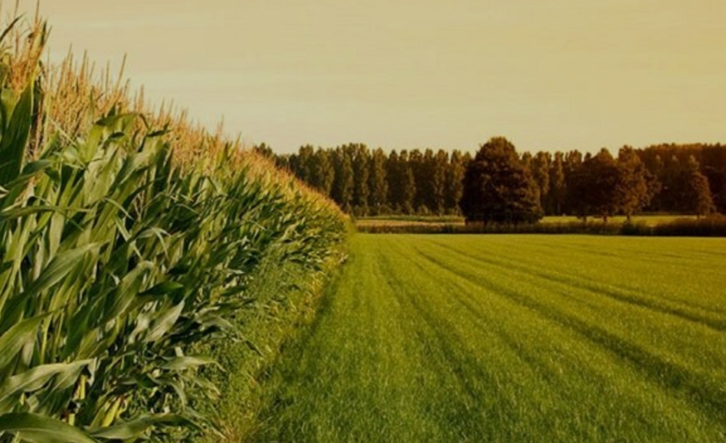 کاشت محصولات زراعی بیولوژیک