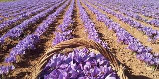 محلول پاشی مزارع زعفران